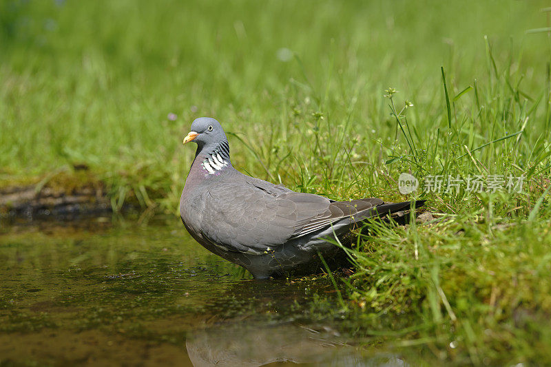 木鸽(Columba palumbus)